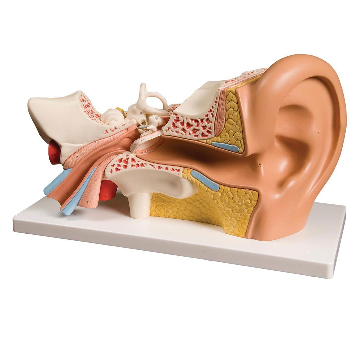 Human Ear Model 4 Parts